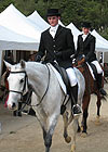 dressage