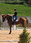 dressage